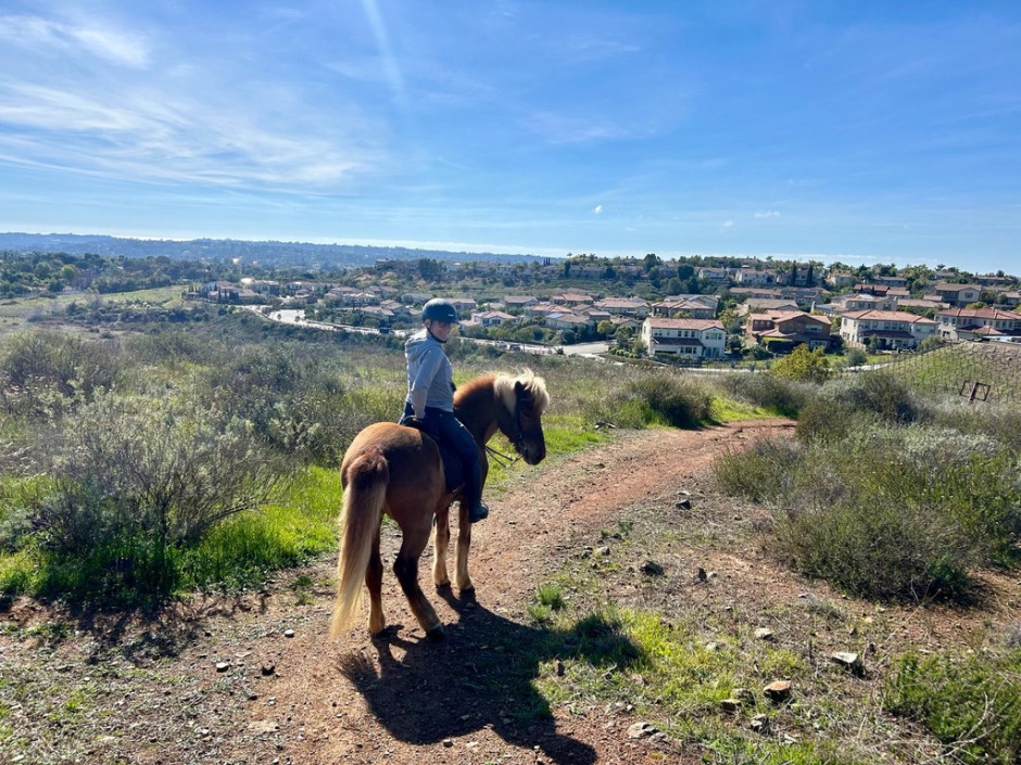 Islandshästar i USA: Öar av entusiaster