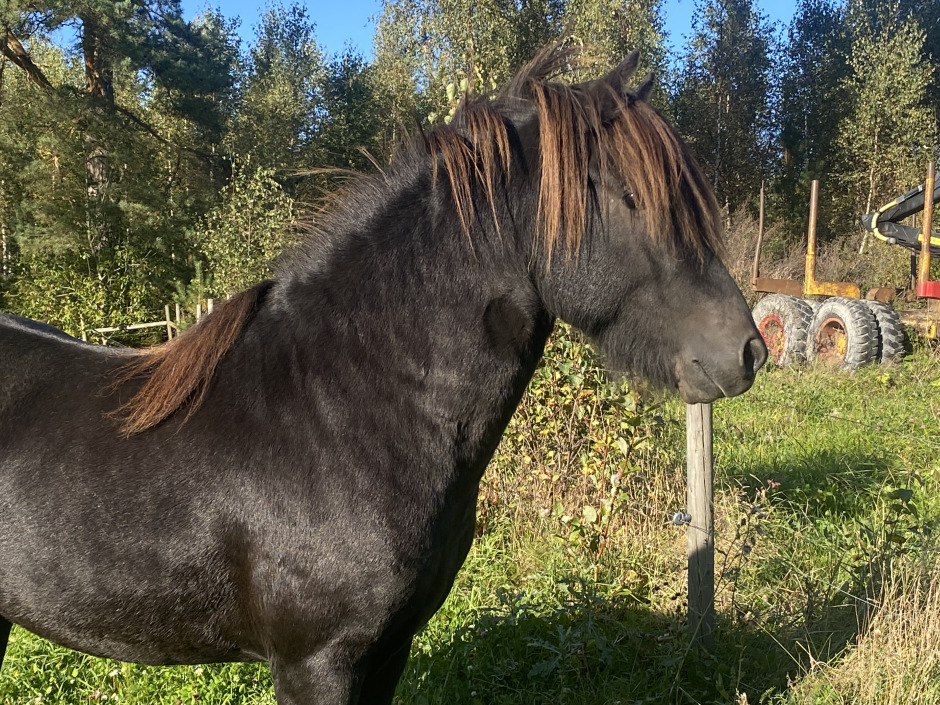 Stolinje gick igen på Tenglagården – 3-åring bäst