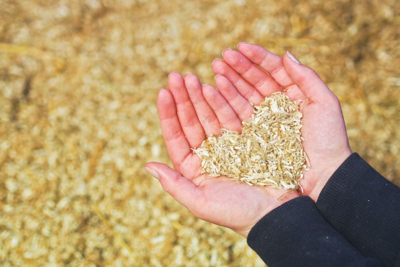 Varning för hampaströ – kan innebära risk för tävlande hästar