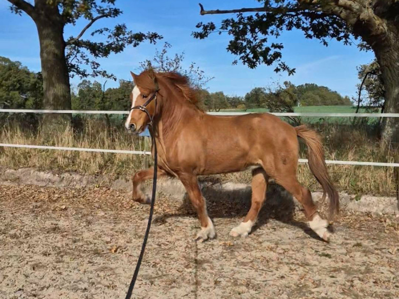 Kolla klippet: Longering i självbärig tölt