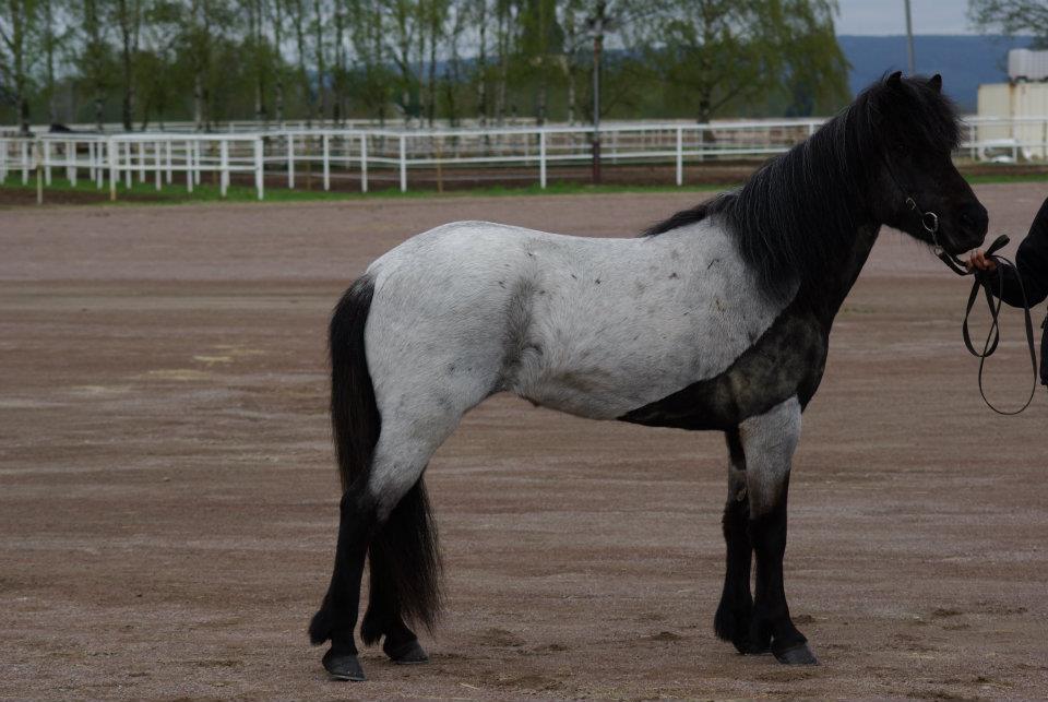 Konstantskimme&ouml;