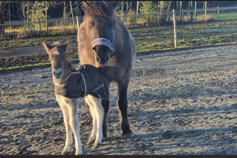 Fick ett överraskningsföl i julklapp: ”En chock”