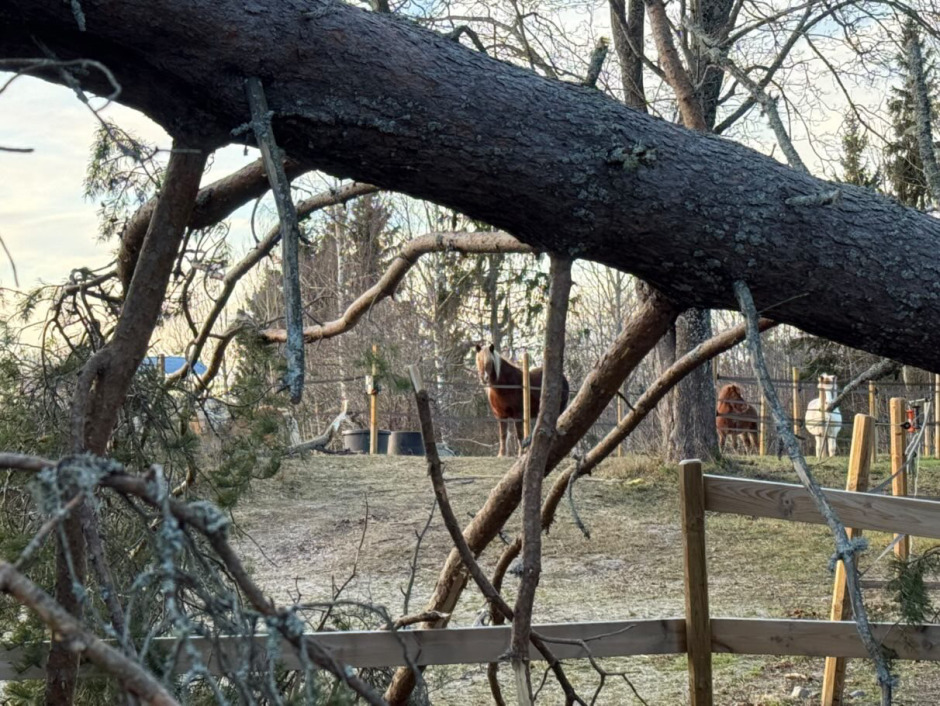 Så påverkade stormen Johannes islandshästsverige