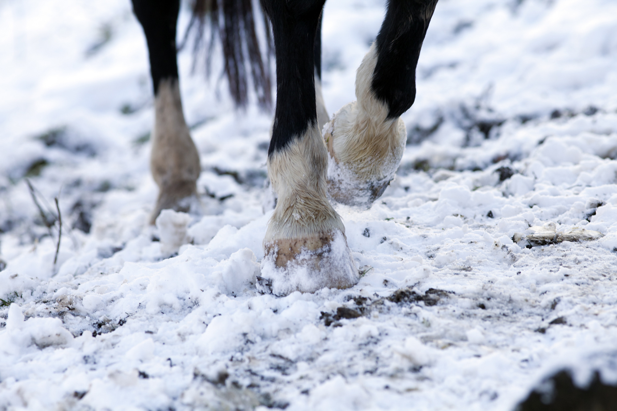 Horse Barefoot Hoof Walk On Snow Ground