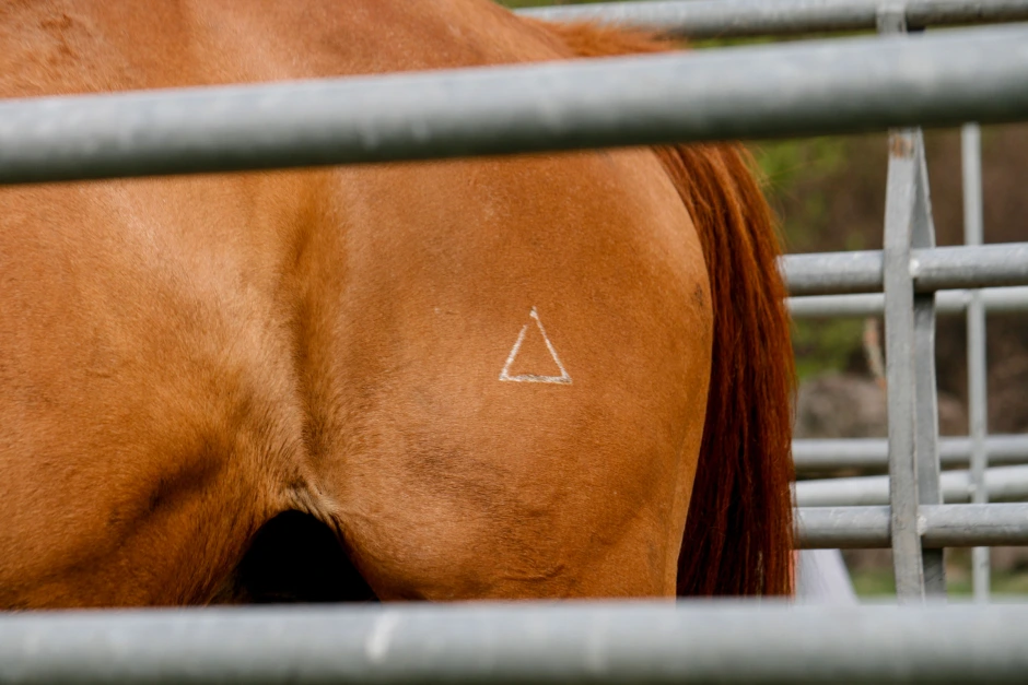 Triangelförbudet: ”Kan äventyra hästarnas välfärd”