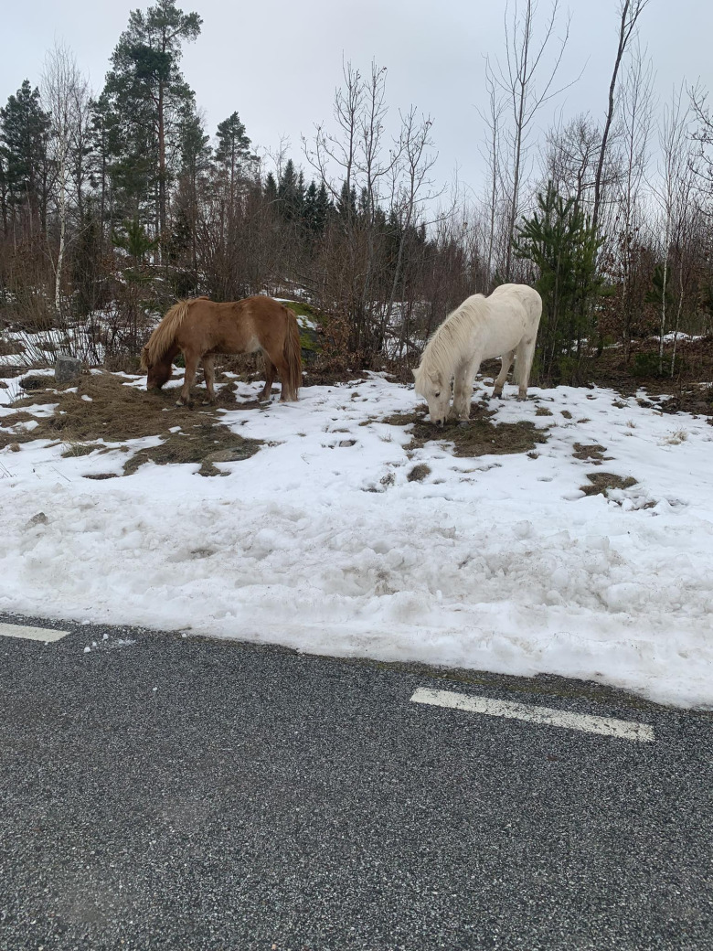 Ägaren om de lösa hästarna: ”Hade en stor klump i magen”