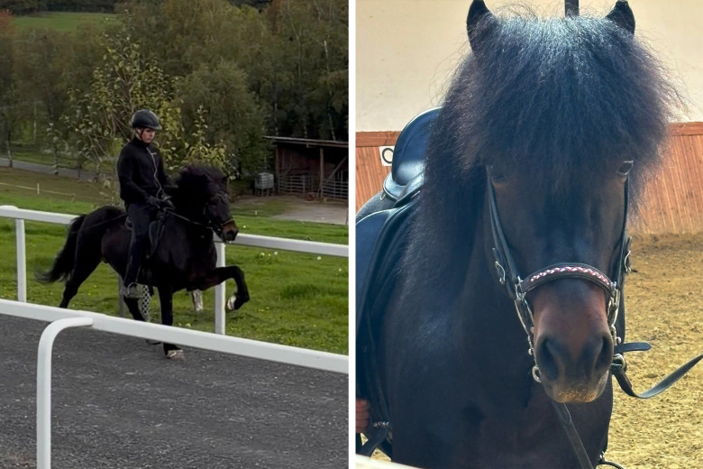 Nya ägarna fick se sin häst ta VM-silver – med blandade känslor