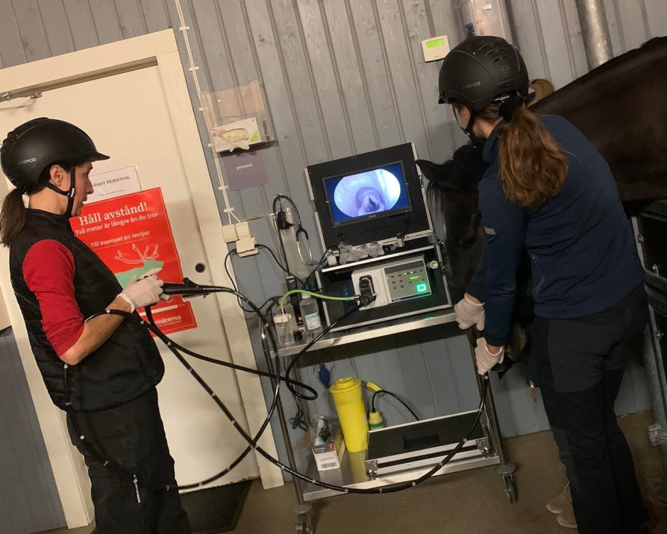 Veterinärbloggen: Kan hästar få astma?