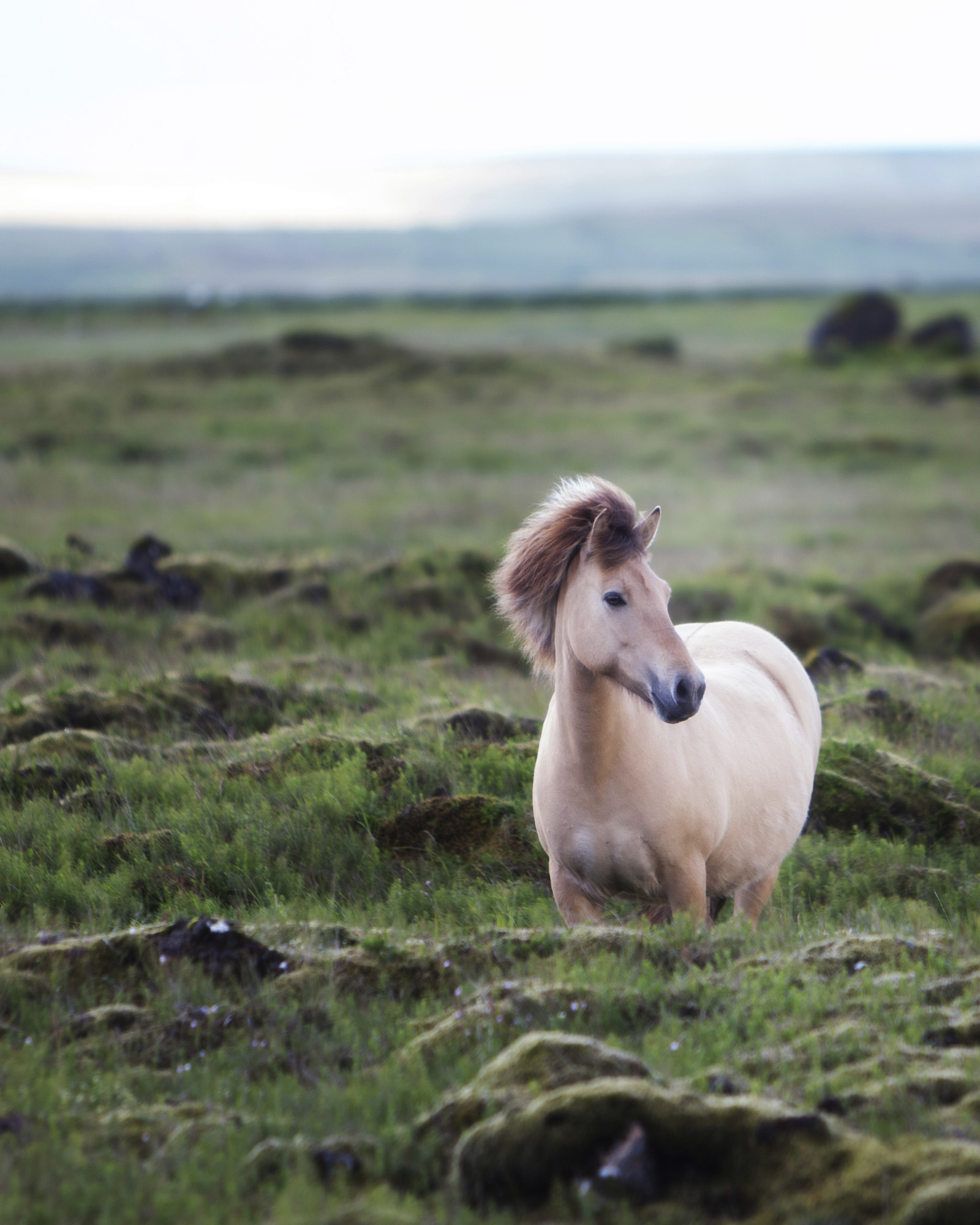 Icelandic Horse