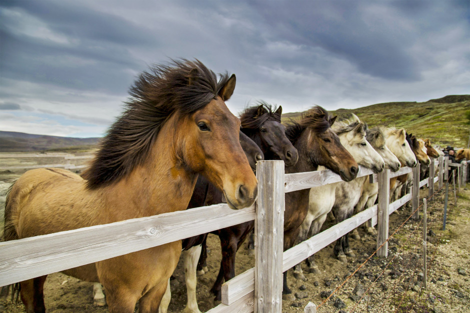 Guiden till att köpa häst från Island