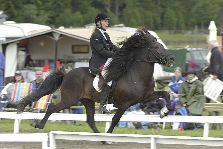 Ylva Hagander: ”Mökkur blev en familjemedlem”