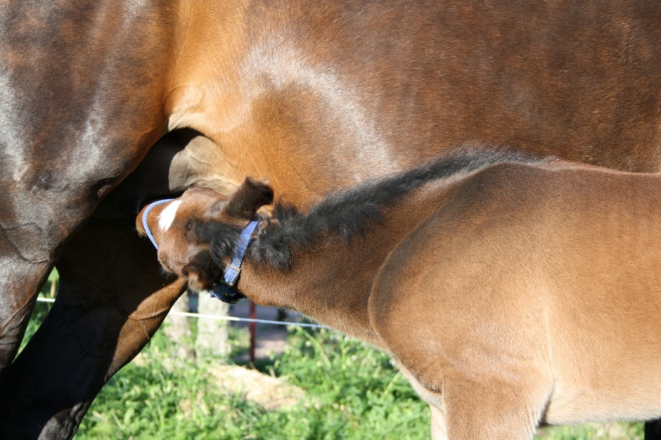 Veterinärbloggen: Studie pågår om ammabehandling