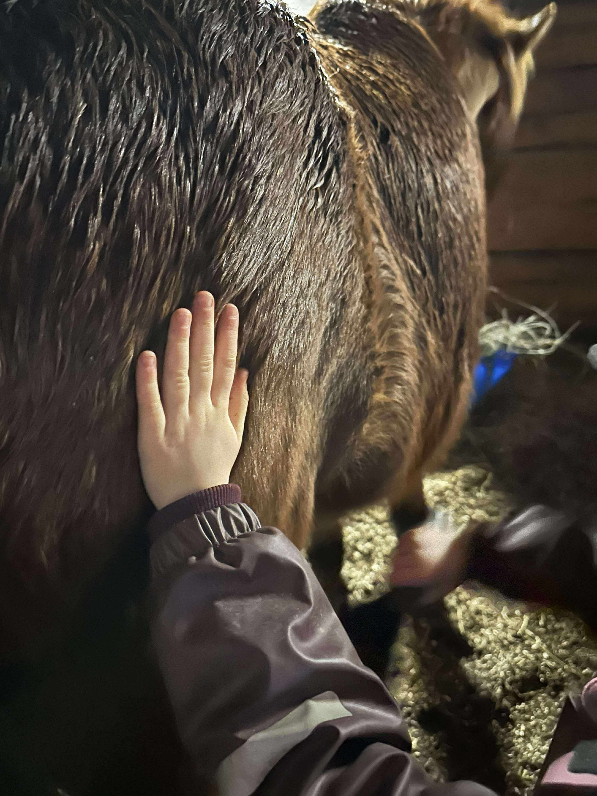 Barn_hast_foto_privat