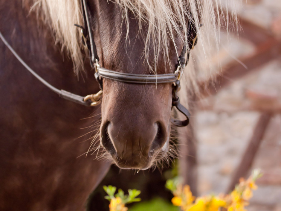 Hästvälfärdsbloggen: Hästvälfärd och utrustning – kunskap, funktion och ansvar