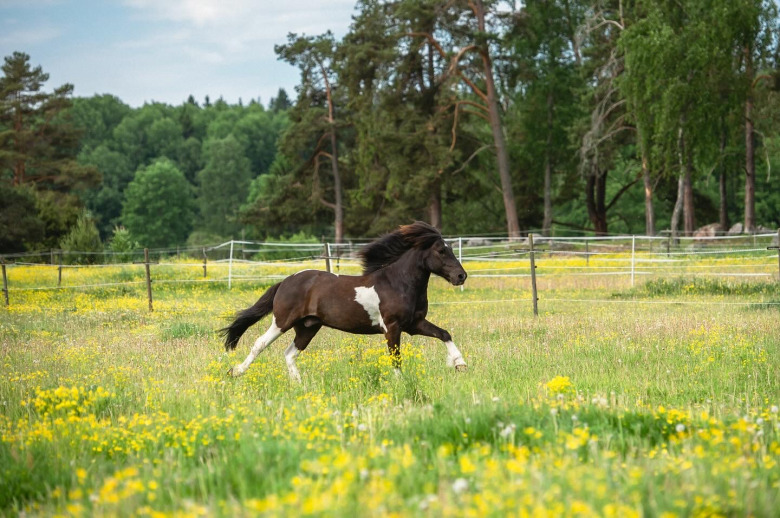 Läsarberättelse: ”Tack mamma för att du skickade Valle till mig”