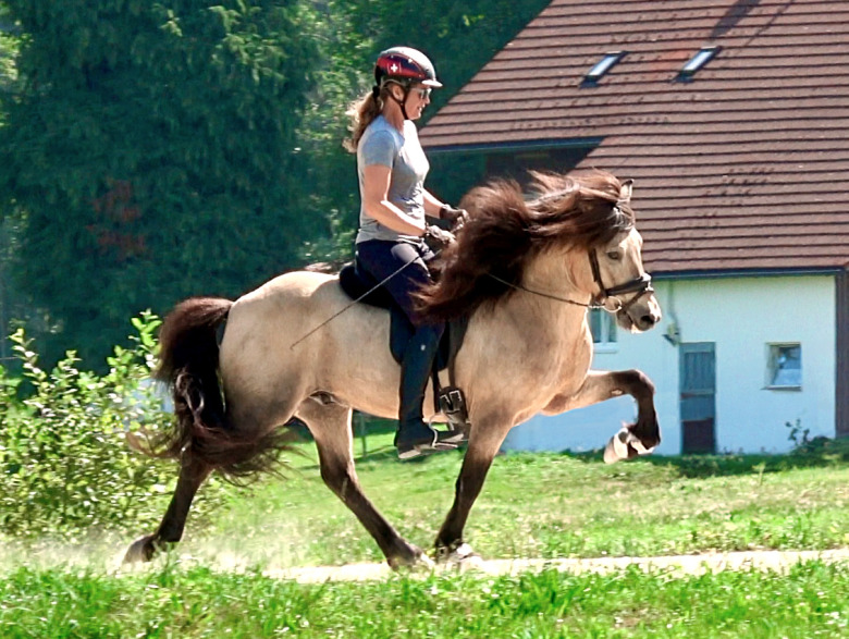 Tygeln gick av inför VM-finalen- nu har Snillingur landat i sitt nya hem