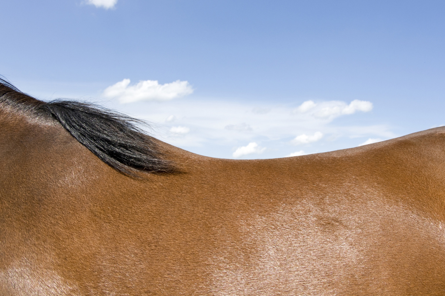 Istock153485813-1536x1024