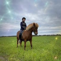 Läsarberättelse: Islandshästen, i med- och motgång