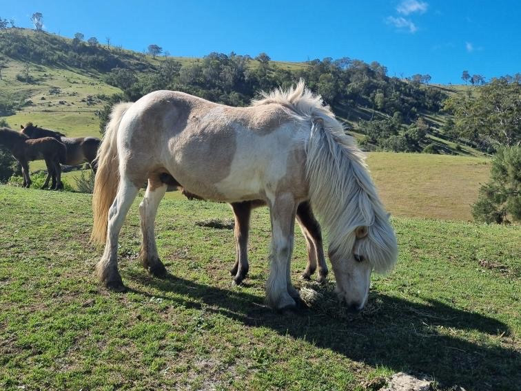 Lysa Fr&aring;n H&aring;kansg&aring;rden