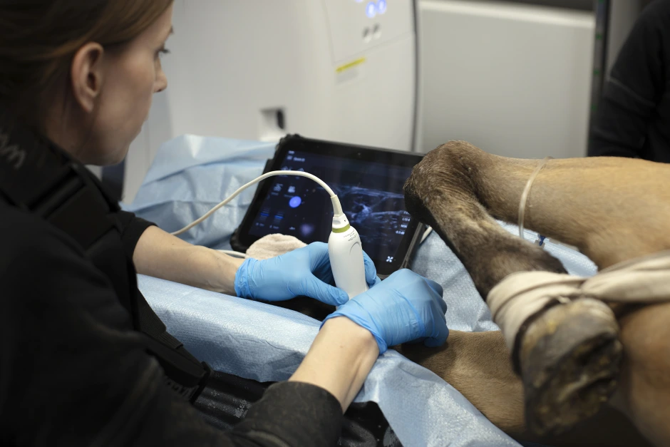 Därför blev din försäkring dyrare i år