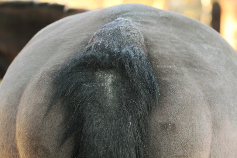 Ny behandling testas mot sommareksem hos häst