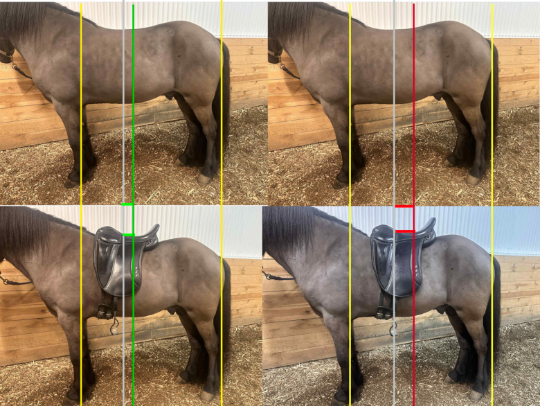 Veterinären förklarar – så påverkas hästen av en felaktigt tillpassad sadel