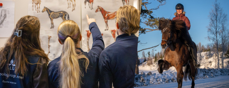 Hippologprogrammet – din framtid med hästar