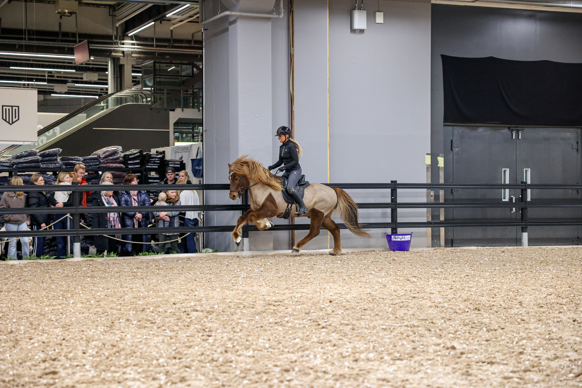 Clinic Med Louise Löfgren I Paddocken Islandshäst Fj-2446 tyr ghs