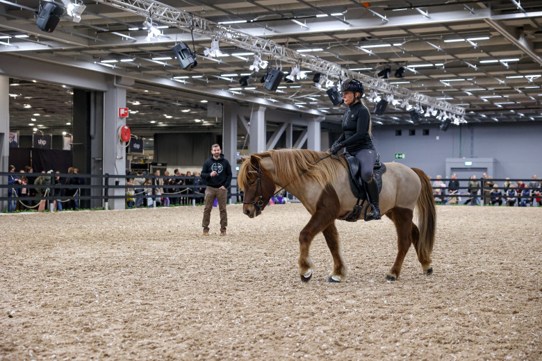 Islandshästen – inte bara en skogsmulle
