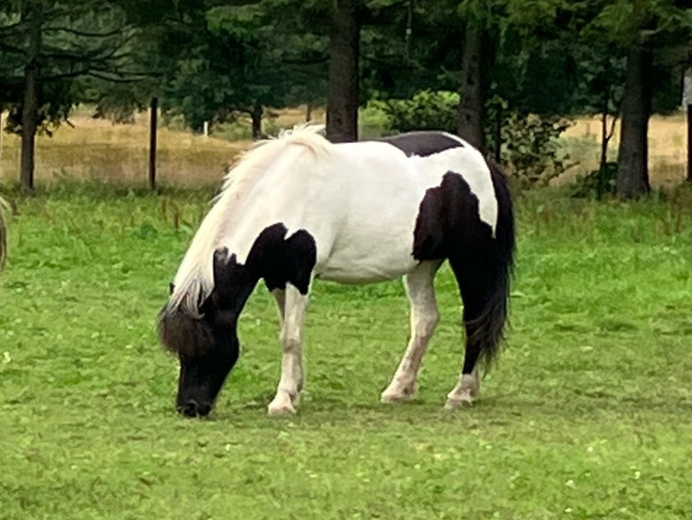 Islandshäst saknas efter jordskred – befaras begraven under lada