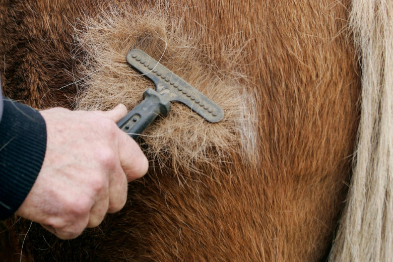 Forskaren om pälsfällning: Friska hästar behöver inte B-vitamin