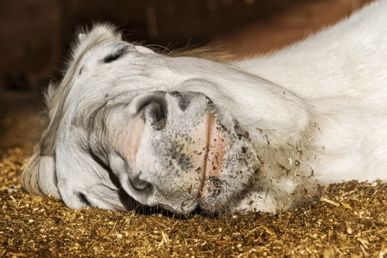 Sömn kan påverka prestationen