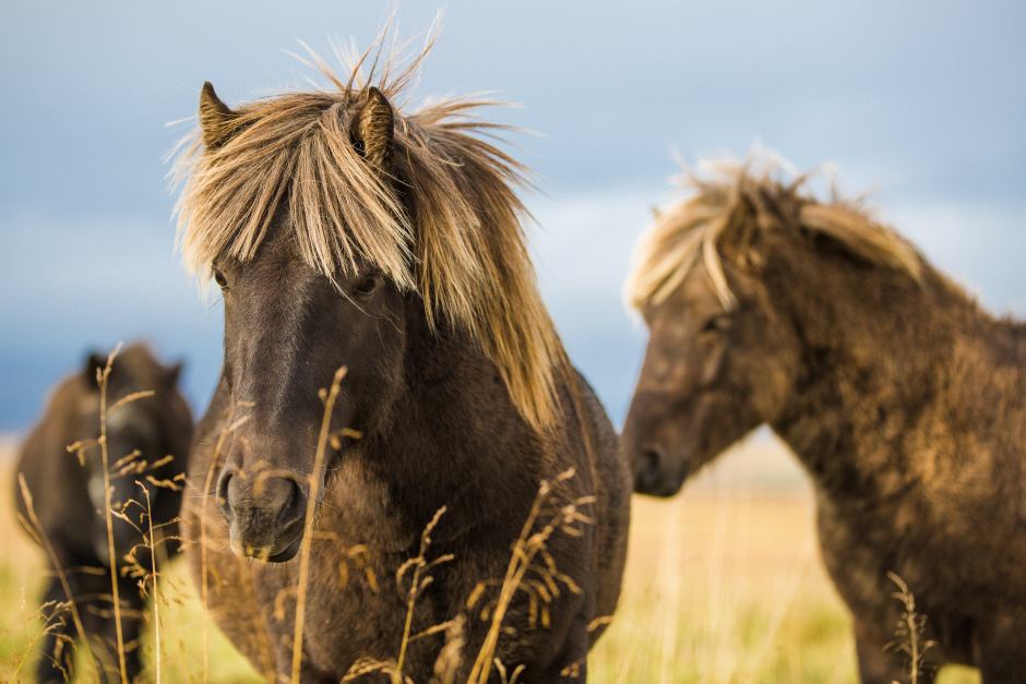 Oenighet om isländska blodindustrin – MAST:s djurvälfärdsråd splittrat