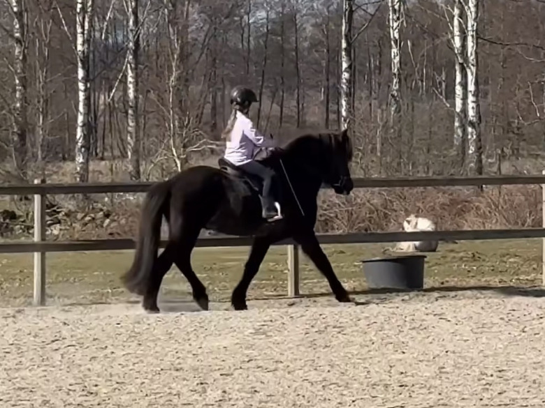 Kolla klippet: Dubbla världsmästaren har blivit barnhäst