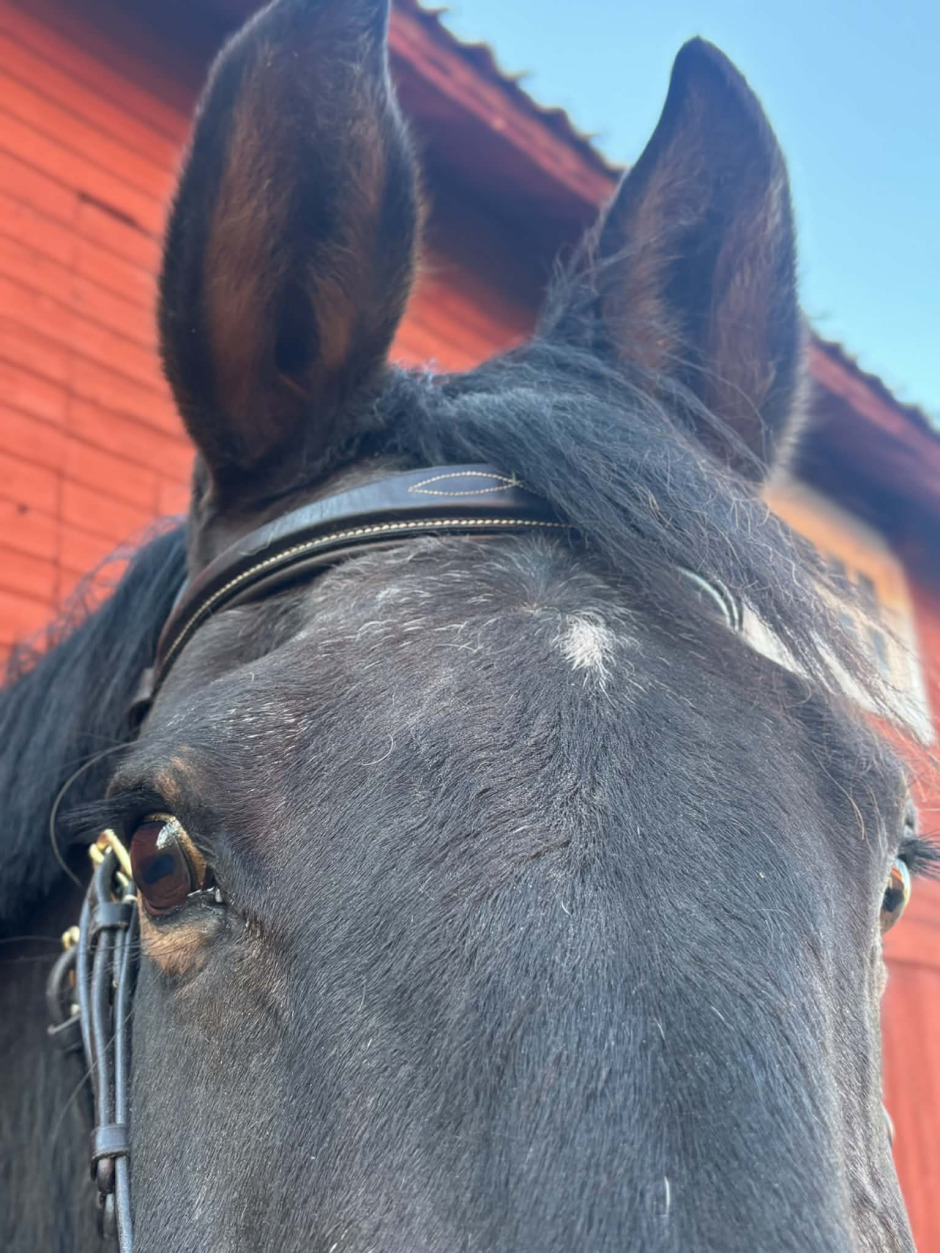 Veterinärbloggen: Den åldrande hästen