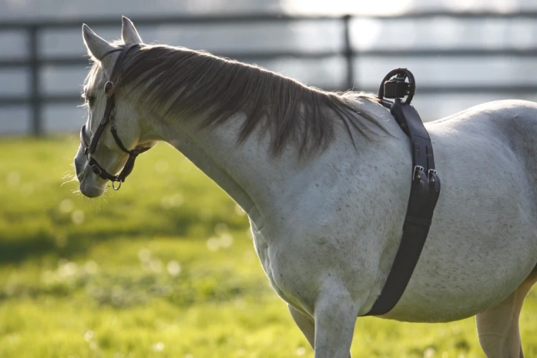 Gratis eller 25 000 kronor – hur fölvakar du?