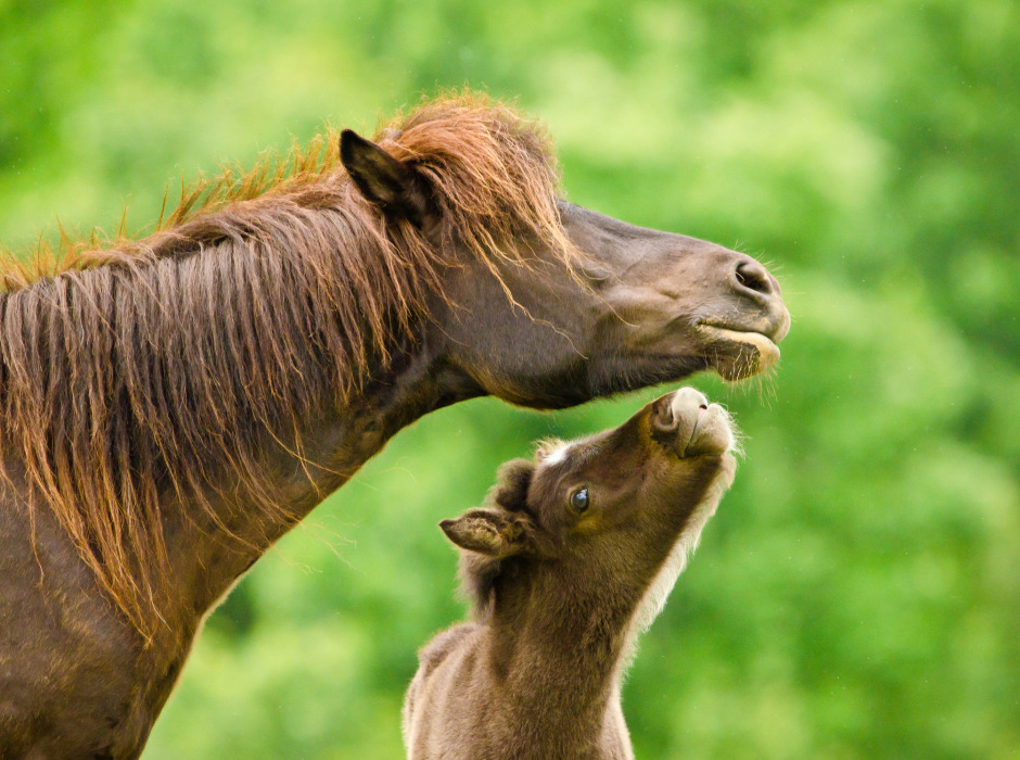 Fölning – när behövs veterinärens hjälp?