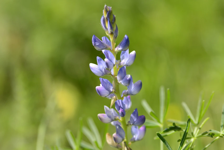 Forskningsnytt: Sötlupiner ger protein i fodret