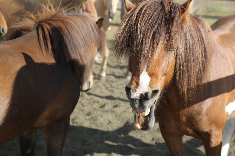 Se listan – årets hästigaste aprilskämt