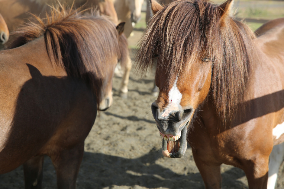 Se listan – årets hästigaste aprilskämt