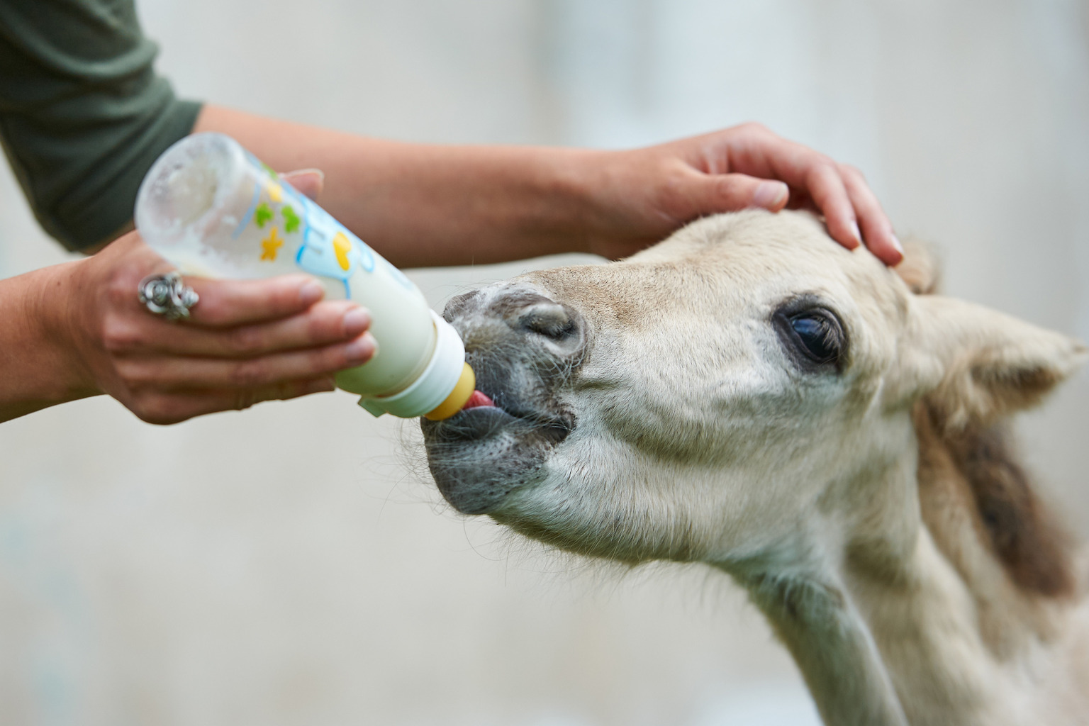 Shutterstock657719320-1536x1024