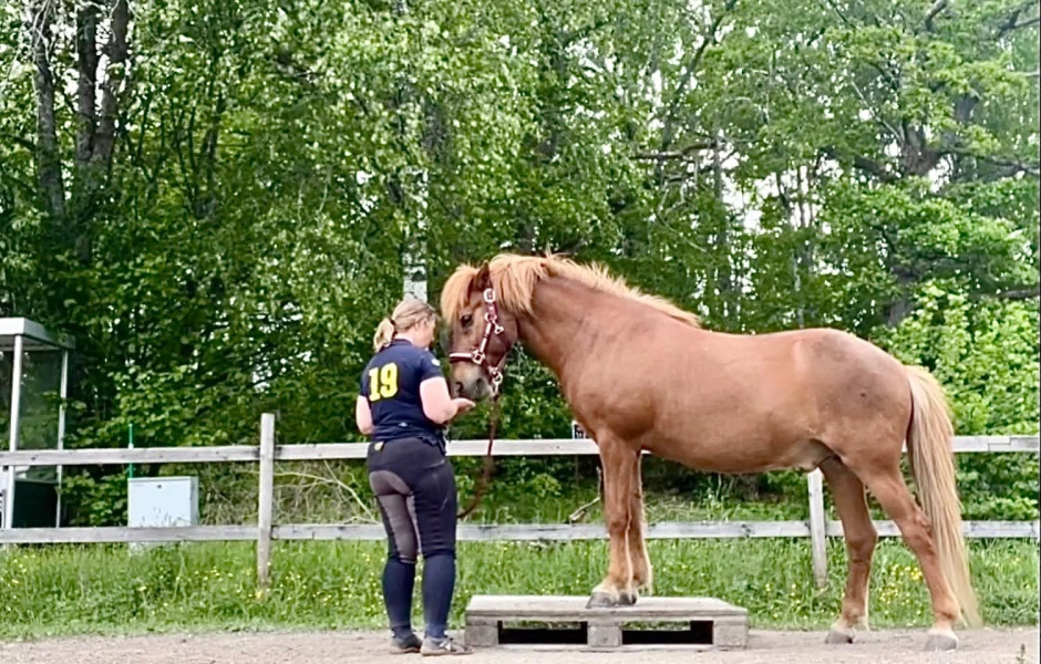 Ridsport Play – Träna din islandshäst från marken för styrka och balans