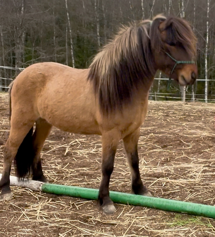 Stärk hästens proprioception: Grensla en bom