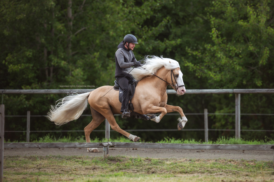 Norskfödd hingst bäst på Toftinge