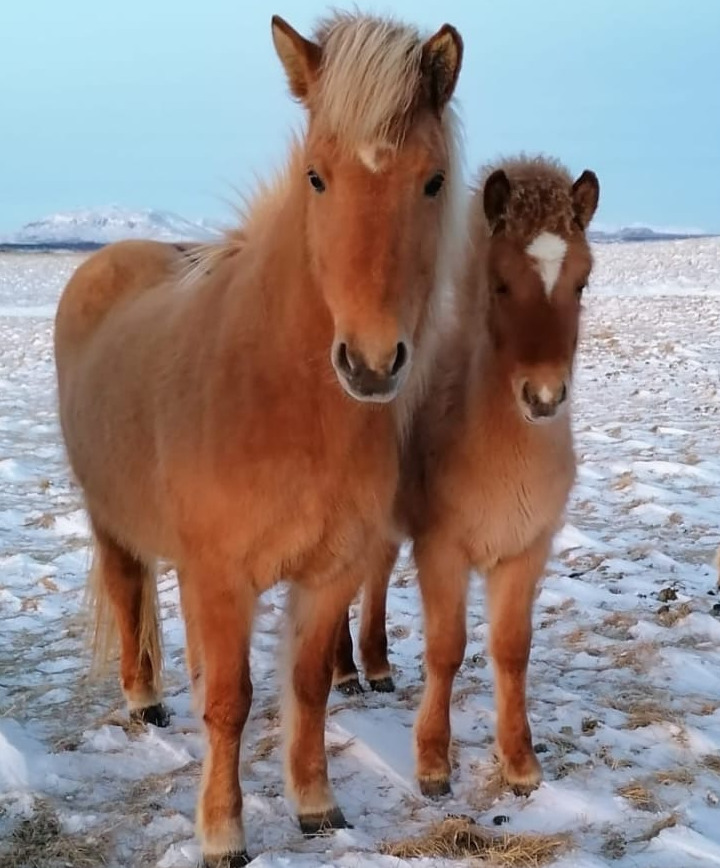 Safír Med Mamma