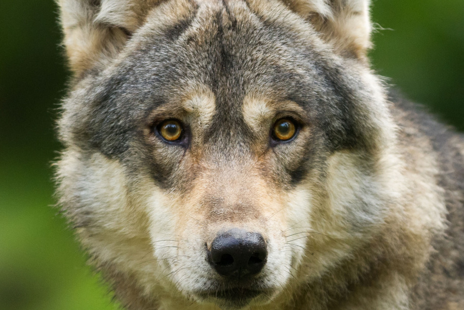 Varg gick till attack mot häst – jägare sköt