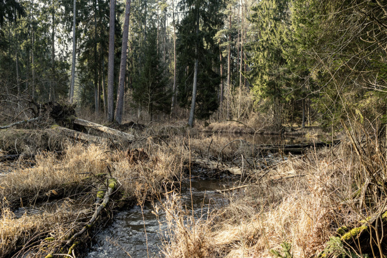 Kolla klippet: Islandshäst räddad efter ett dygn i dike