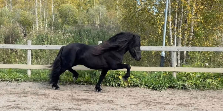 Treårig hingst från Slätterne toppade på Jamilas föl- och unghästbedömning