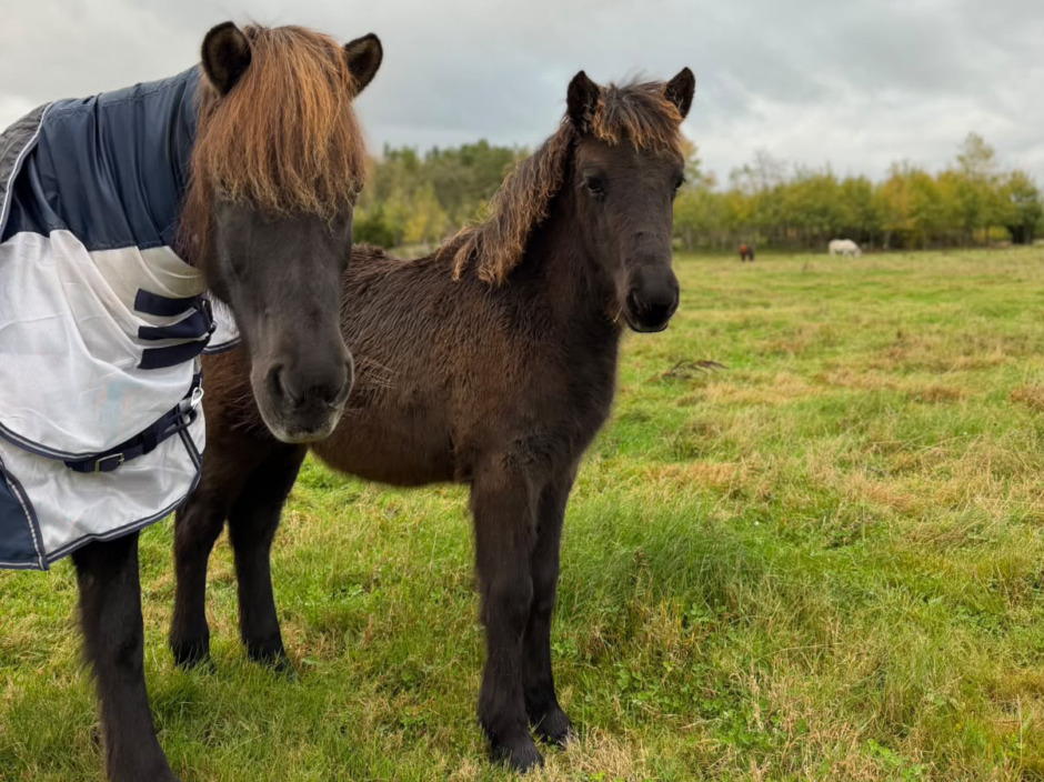 Två stoföl från Nybygget bäst hos Friggs fölbedömning