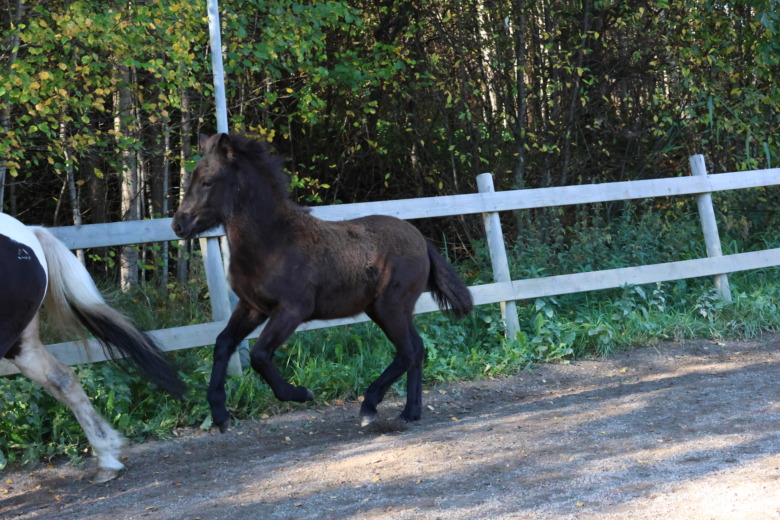 Elddis Fr&aring;n Sl&auml;tterne 3